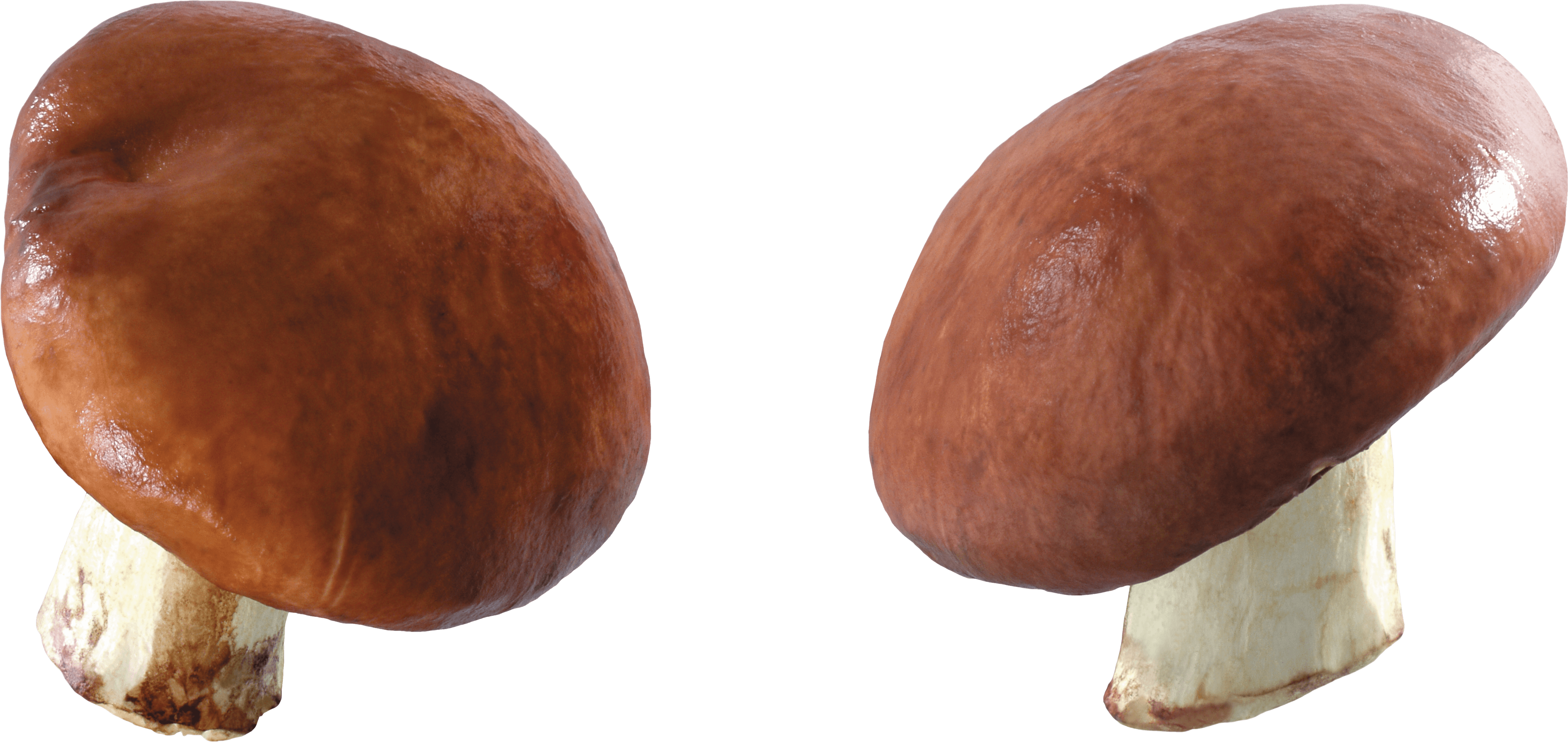 Mushroom Png Image PNG Image