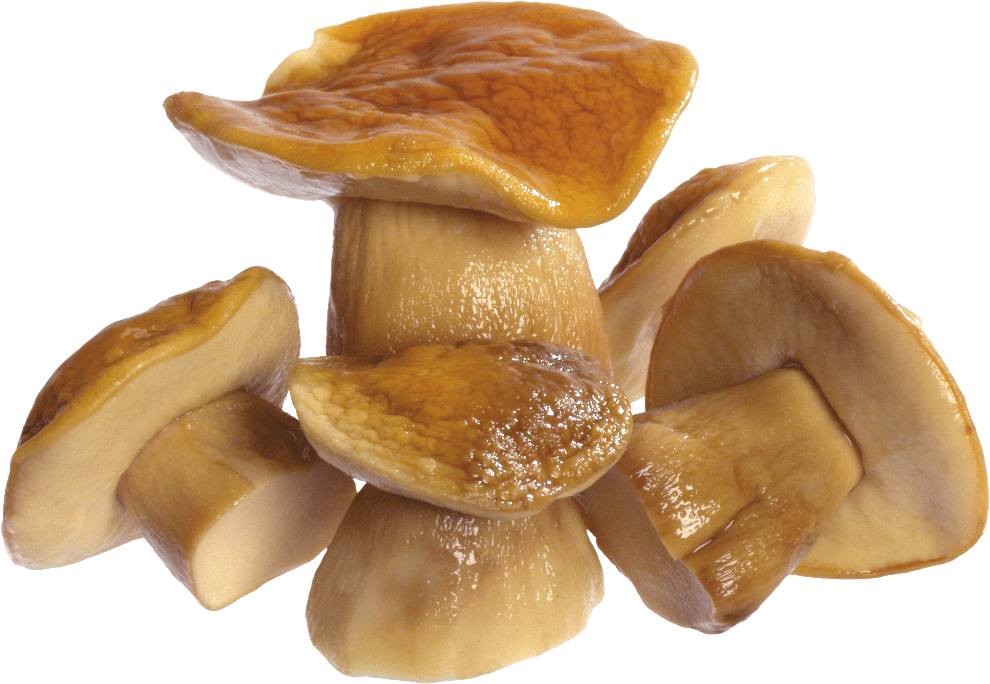 Mushroom Png Image PNG Image