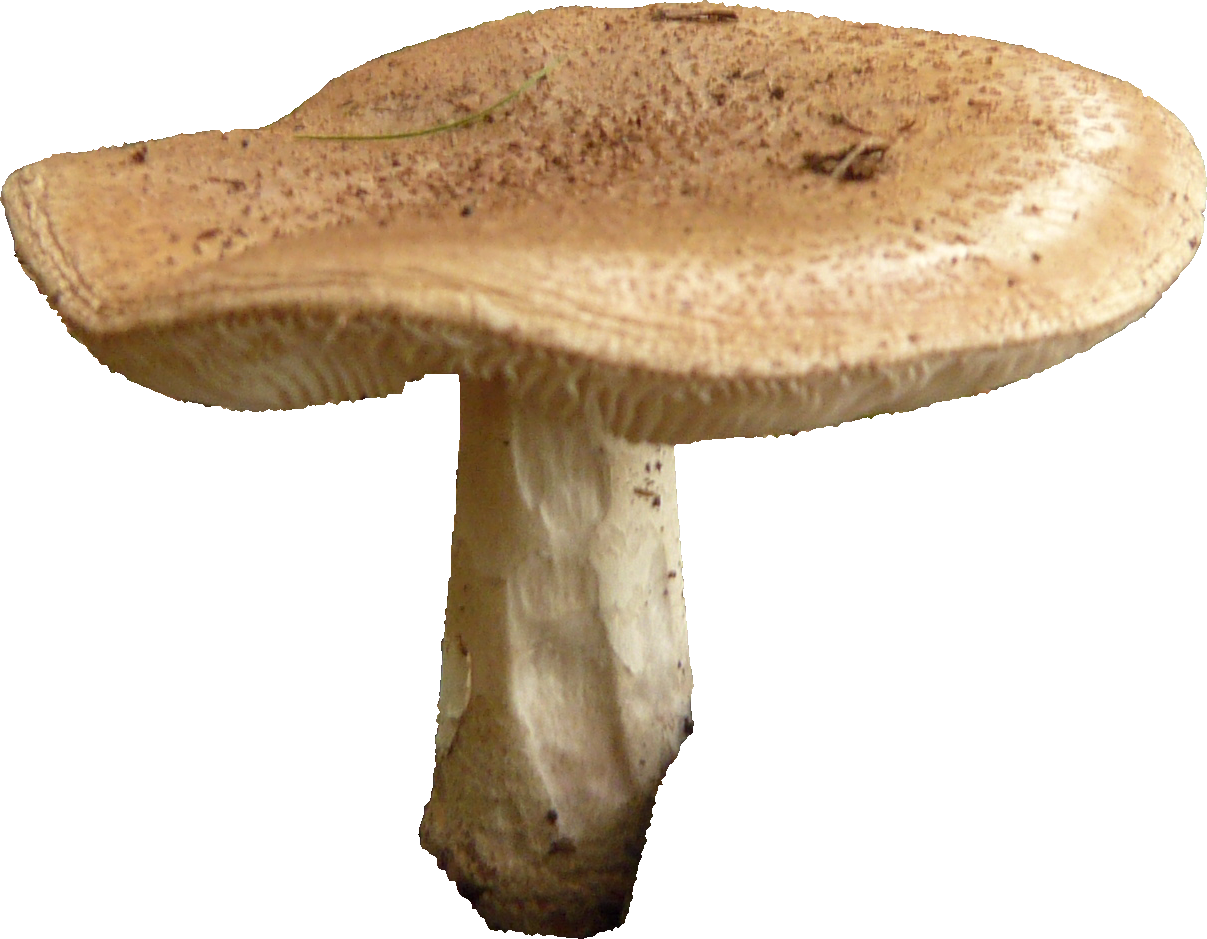 Mushroom Free Png Image PNG Image