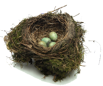 Nest Png PNG Image