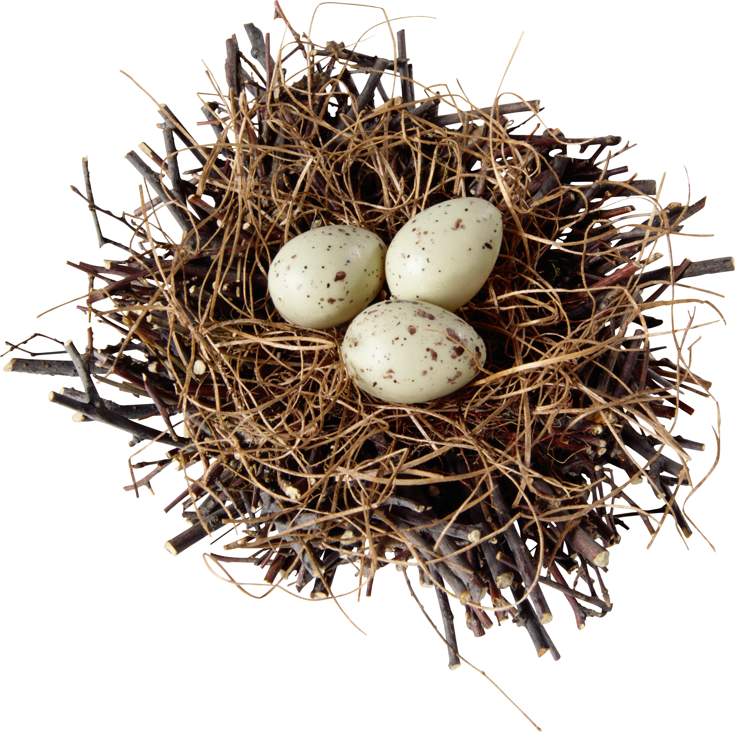 Nest Natural Bird Free Download PNG HD PNG Image
