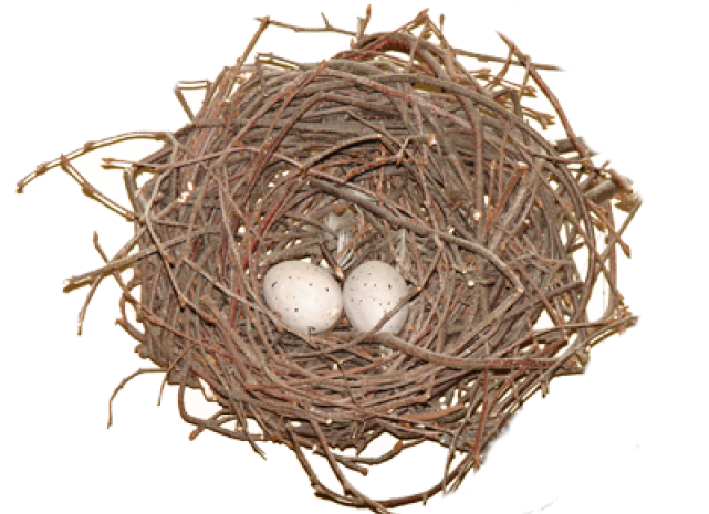 Nest Eggs Bird PNG Image High Quality PNG Image