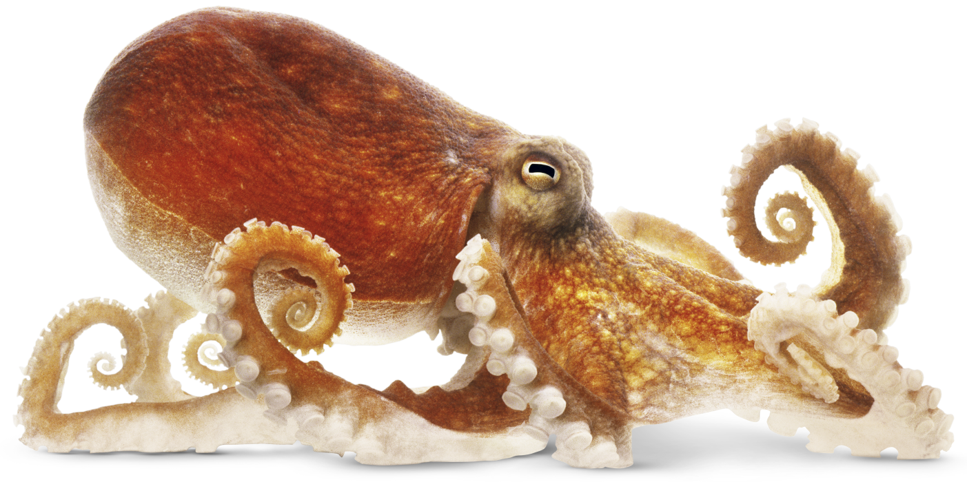 Octopus Png Image PNG Image