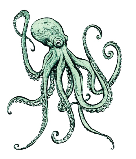 Octopus Free Transparent Image HD PNG Image