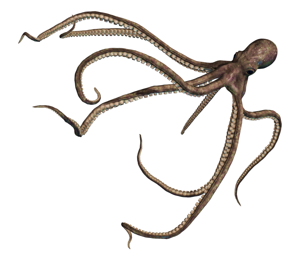 Octopus Free Clipart HD PNG Image