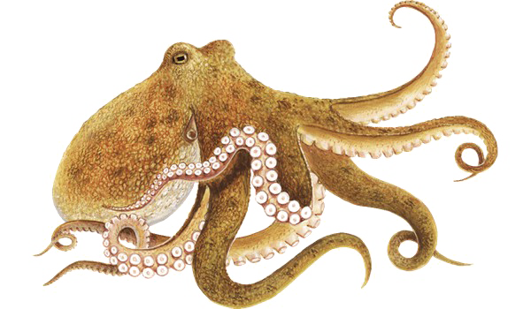 Octopus Picture Free HD Image PNG Image