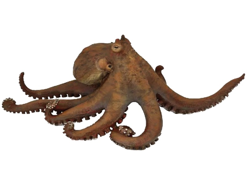 Octopus Picture Free Clipart HQ PNG Image