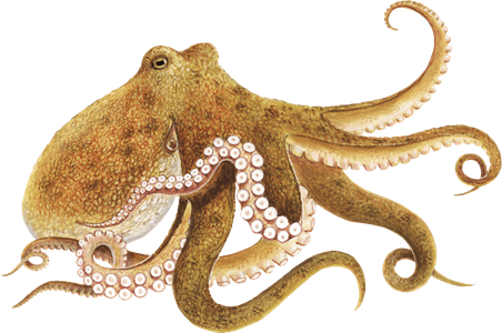 Octopus PNG Image High Quality PNG Image