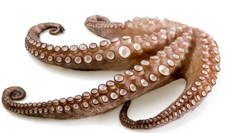 Octopus Tentacles Download Free Transparent Image HQ PNG Image