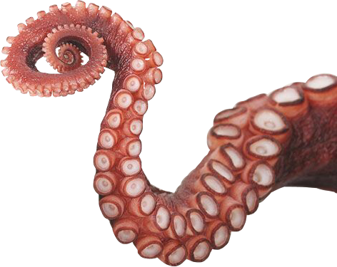 Octopus Tentacles Photos HD Image Free PNG PNG Image