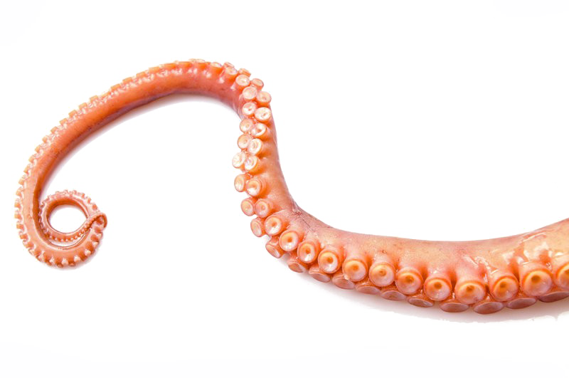 Octopus Tentacles Image Free Transparent Image HD PNG Image