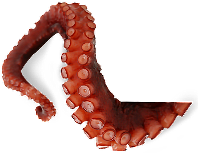Octopus Tentacles Picture Free Download PNG HD PNG Image