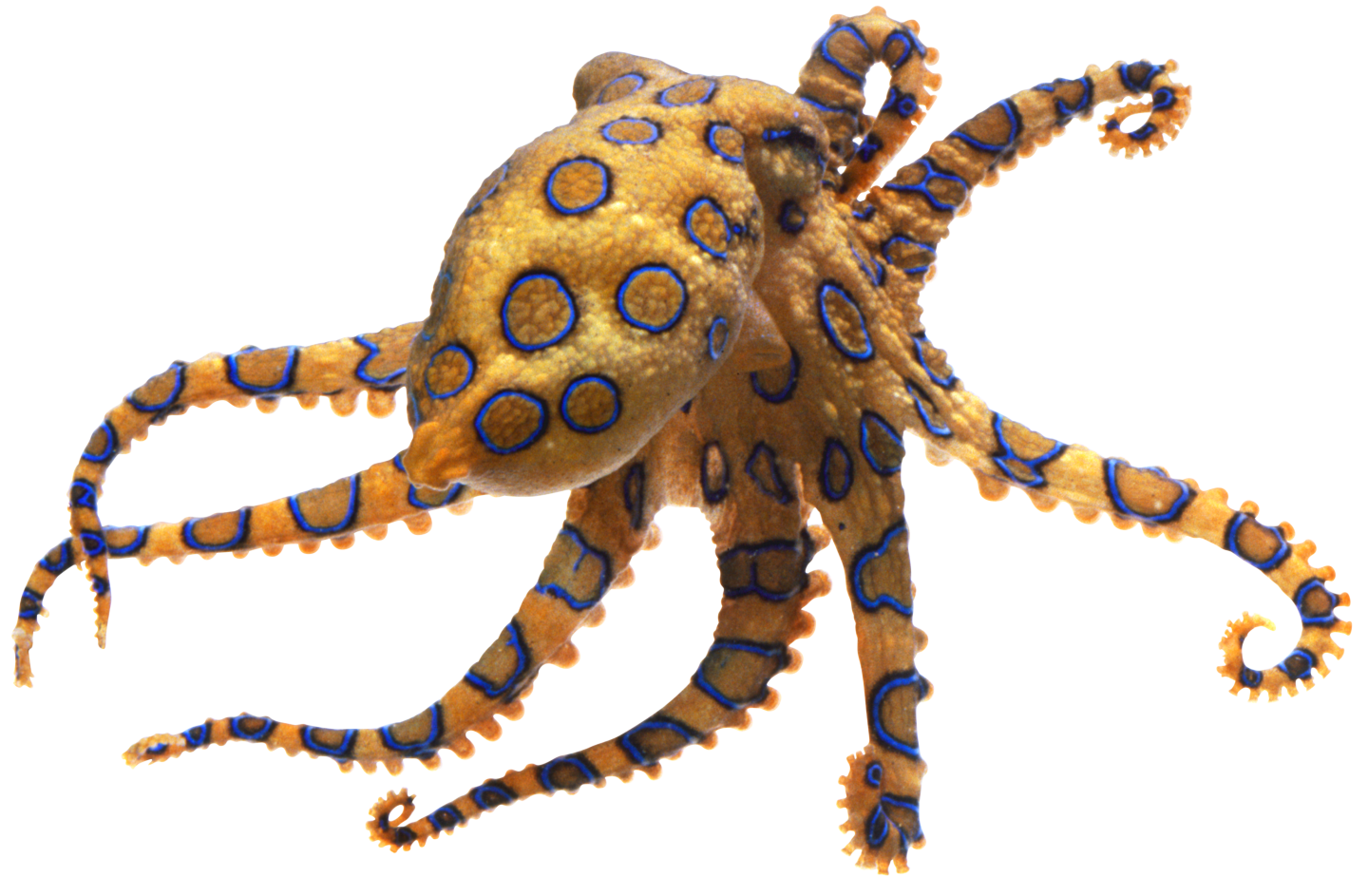 Octopus PNG File HD PNG Image