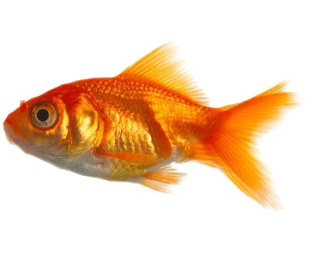 Goldfish Image Free Download PNG HQ PNG Image