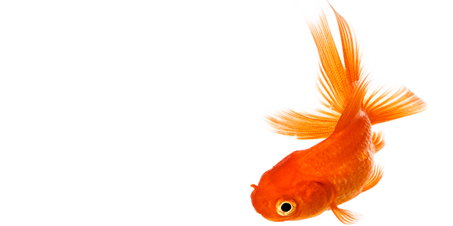 Goldfish Free HQ Image PNG Image