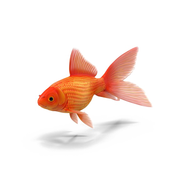 Goldfish Download Free Image PNG Image