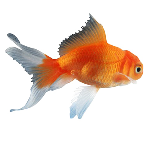 Goldfish Free Download PNG HQ PNG Image