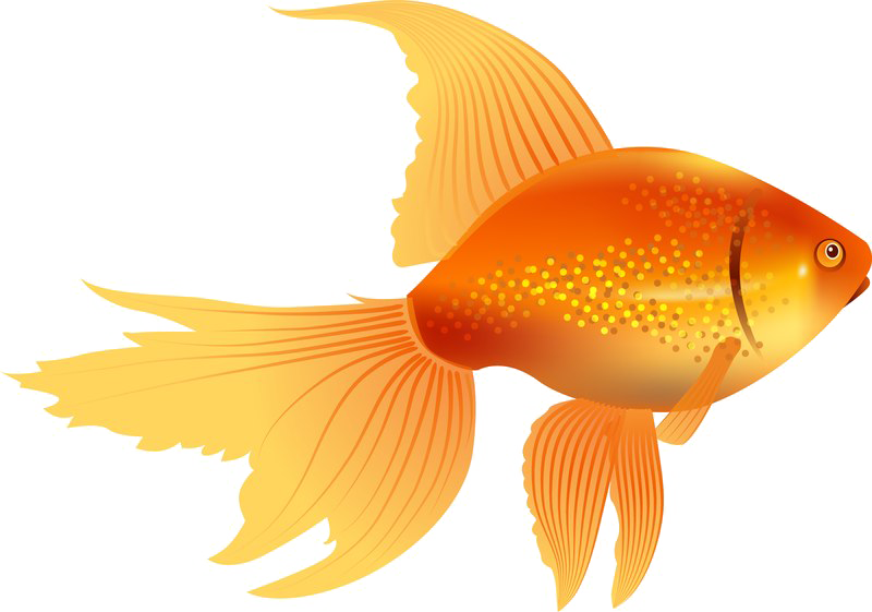 Goldfish Image Free Download Image PNG Image