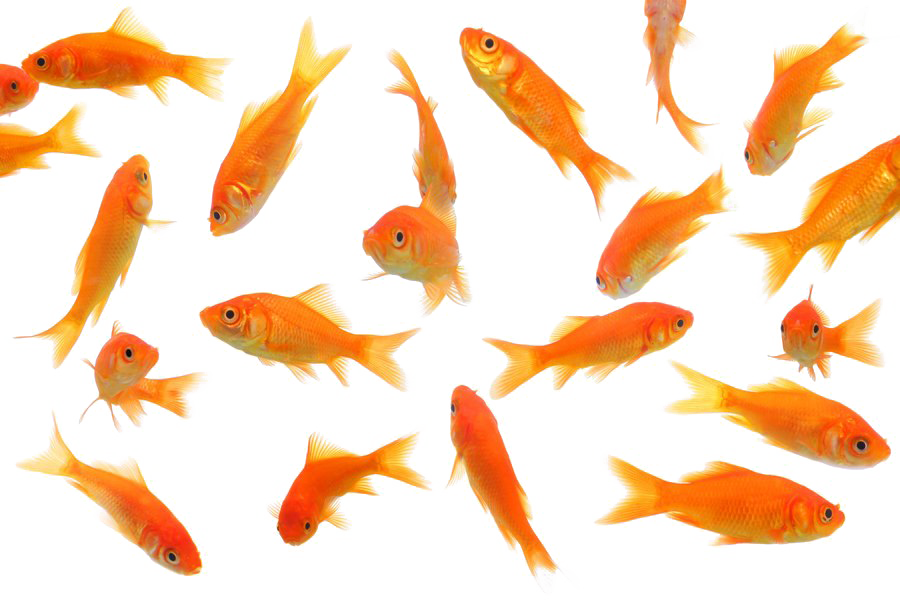 Goldfish Picture Free Download PNG HQ PNG Image