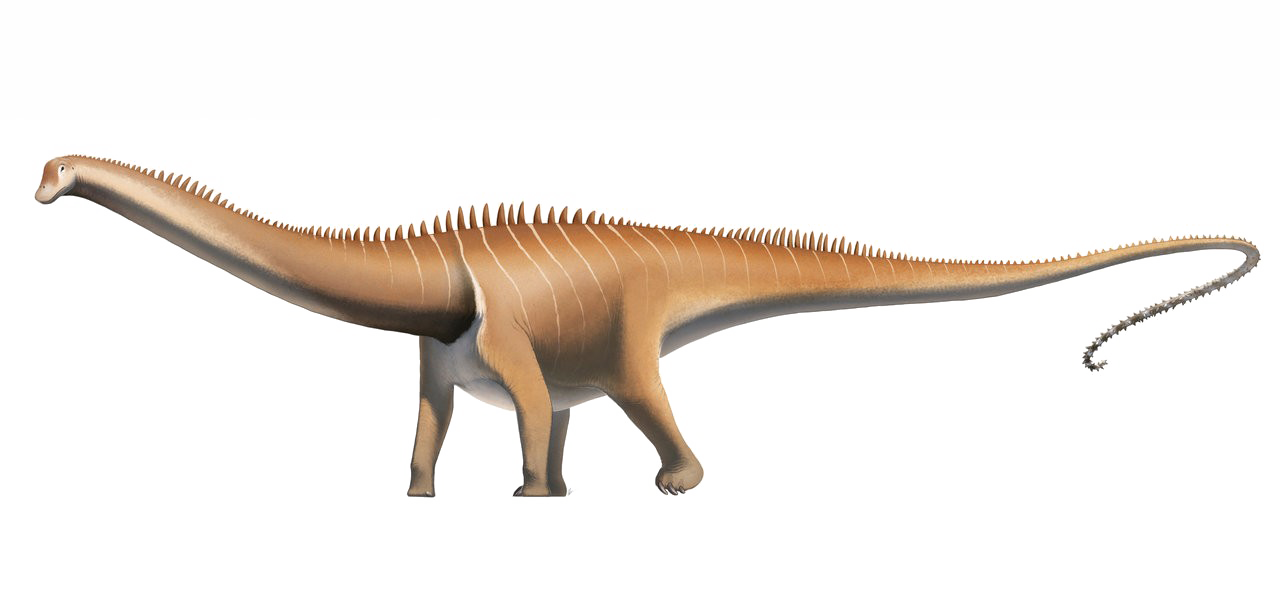 Diplodocus Download HD PNG PNG Image