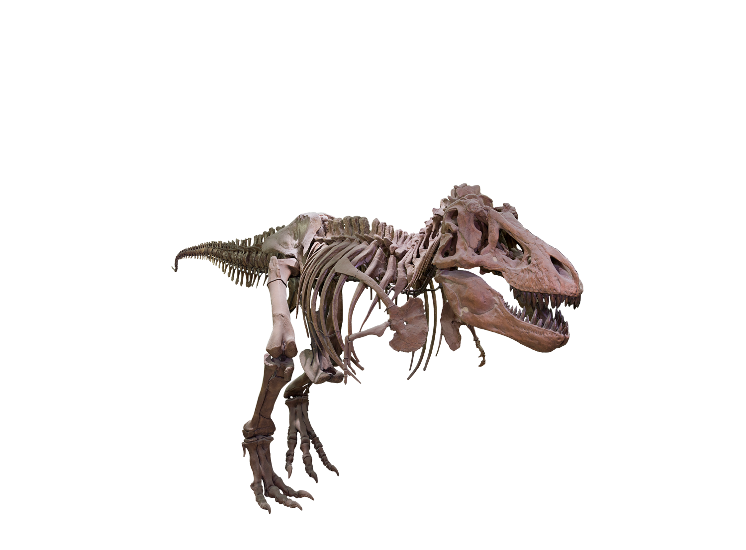T Rex Image Free Clipart HQ PNG Image