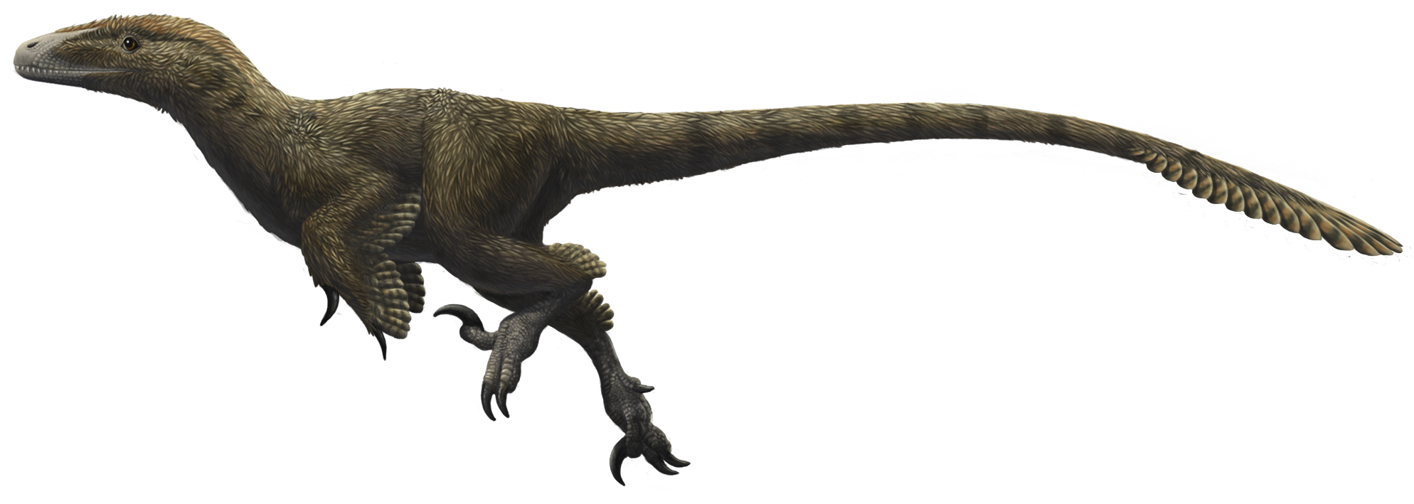 Theropod Free Clipart HD PNG Image