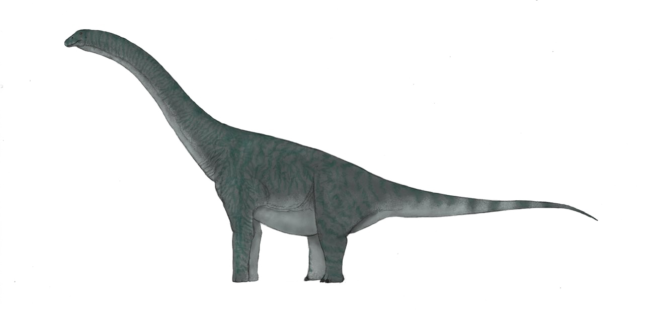 Sauropod Download HD PNG PNG Image