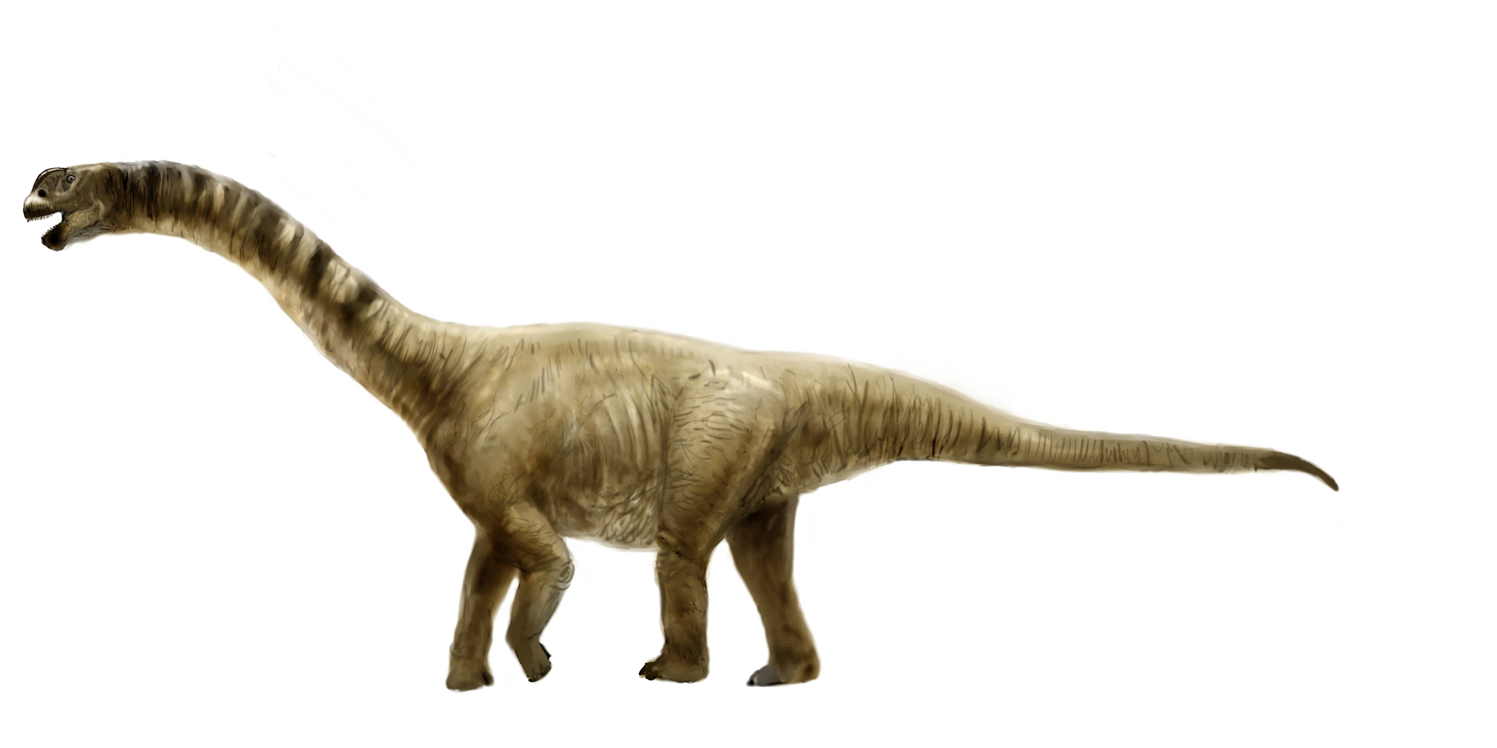 Sauropod Picture PNG Download Free PNG Image