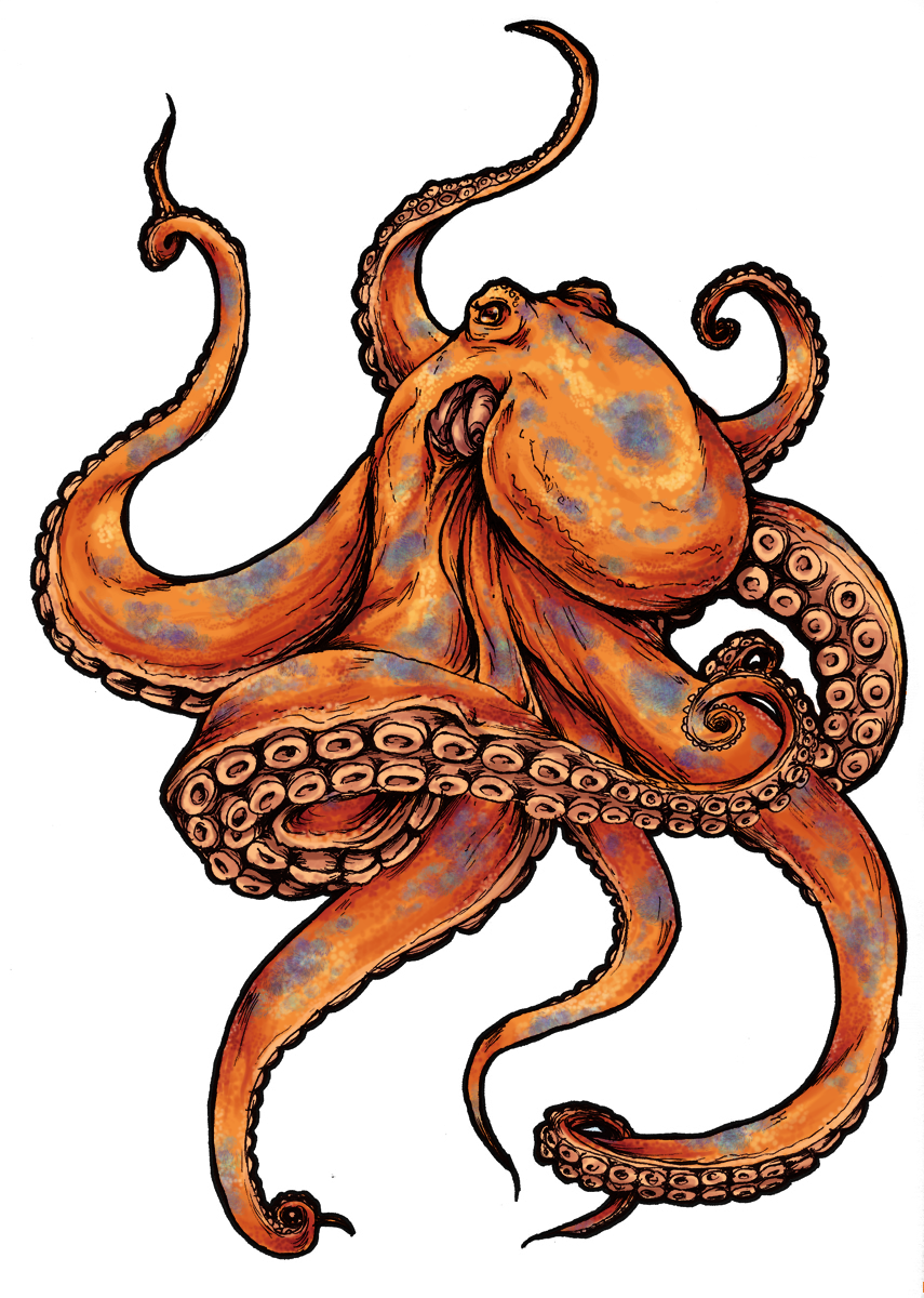 Octopus Picture PNG Image