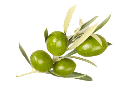 Olive Image PNG Image