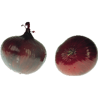 Onion Png Image