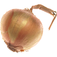 Onion Png Image