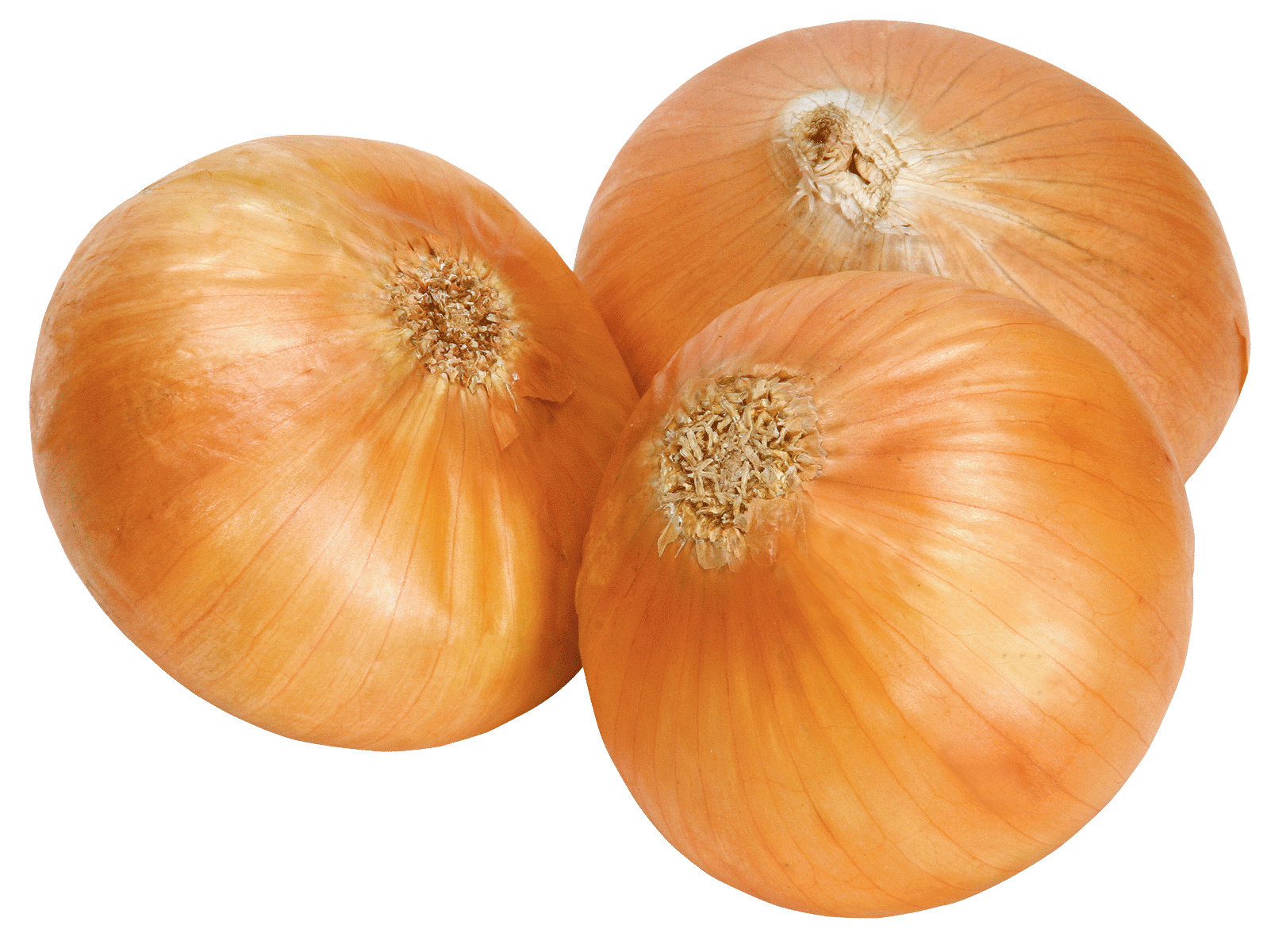 Onion Png Image Download Picture PNG Image