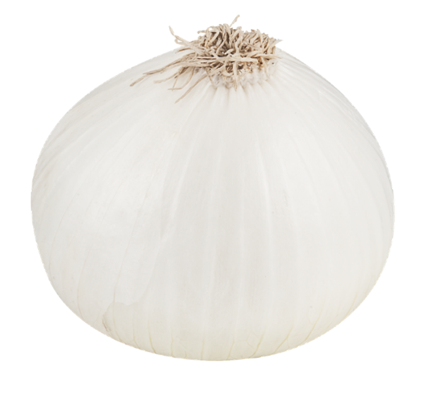 White Onion File PNG Image