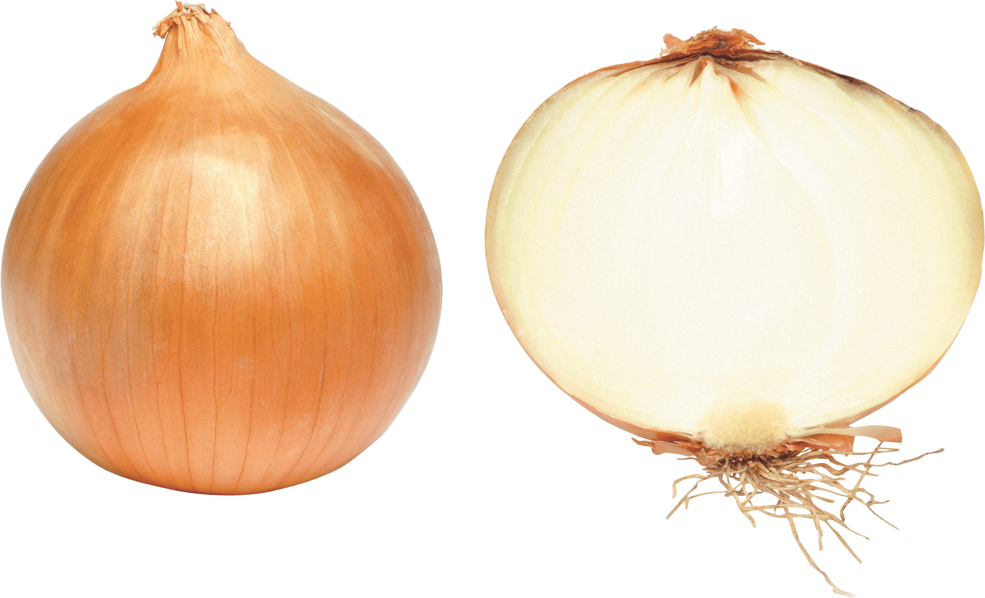 Onion Png Image PNG Image