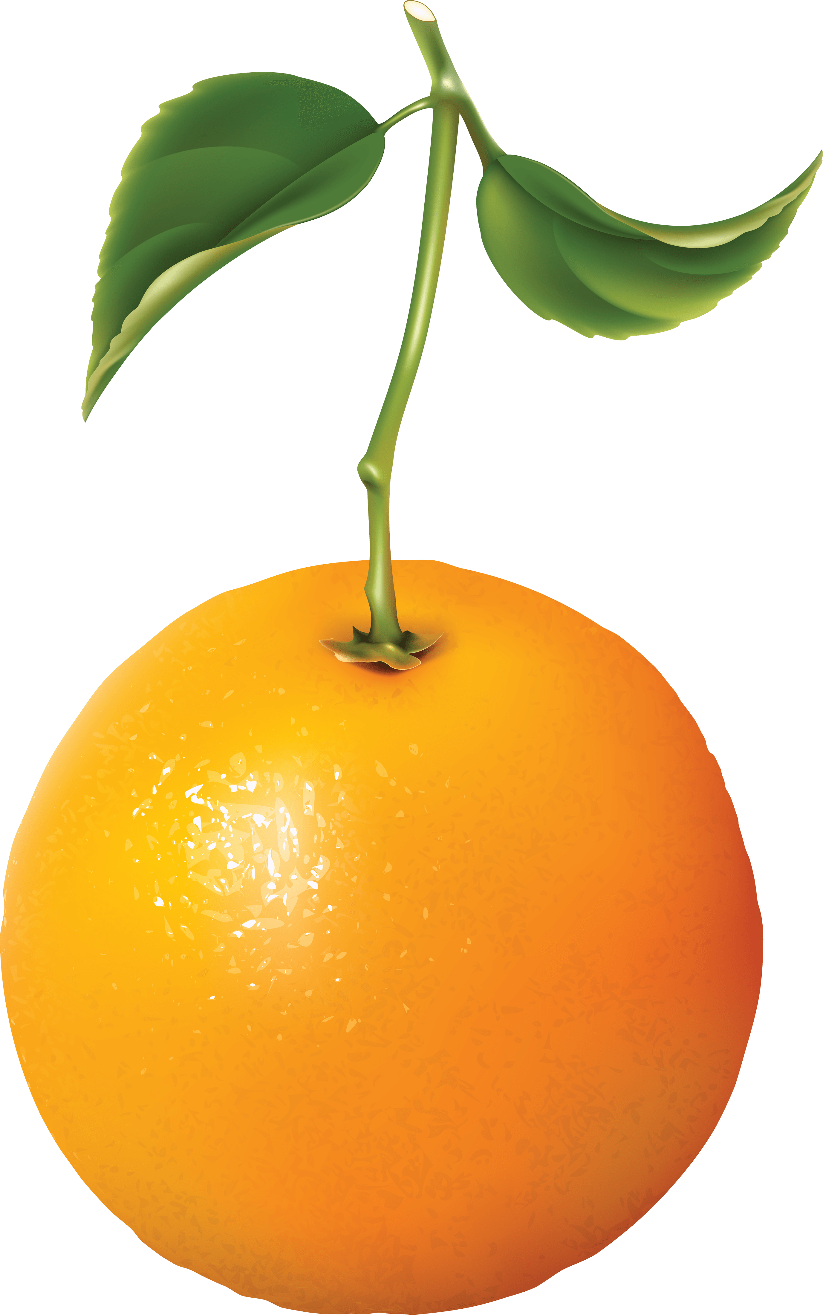 Orange Png Image Download PNG Image