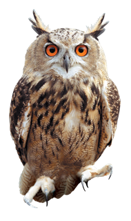 Owl Png Picture PNG Image