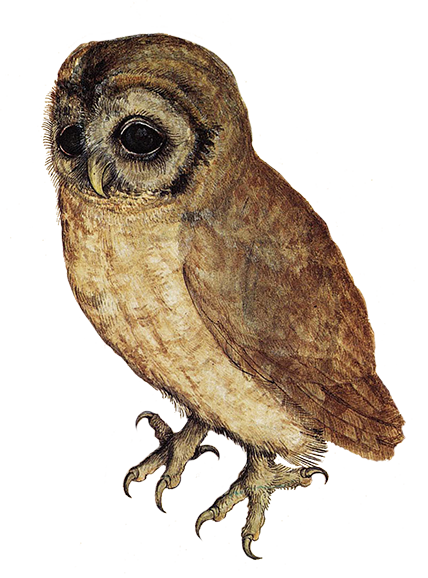 Owl Transparent PNG Image