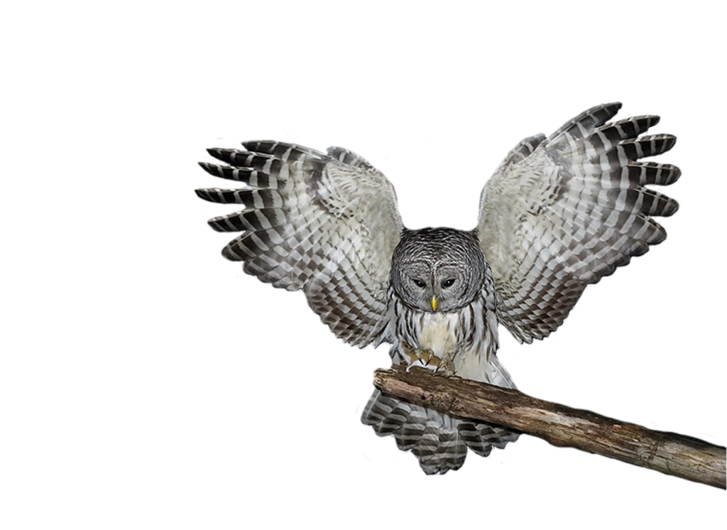 Owl Photo PNG Image