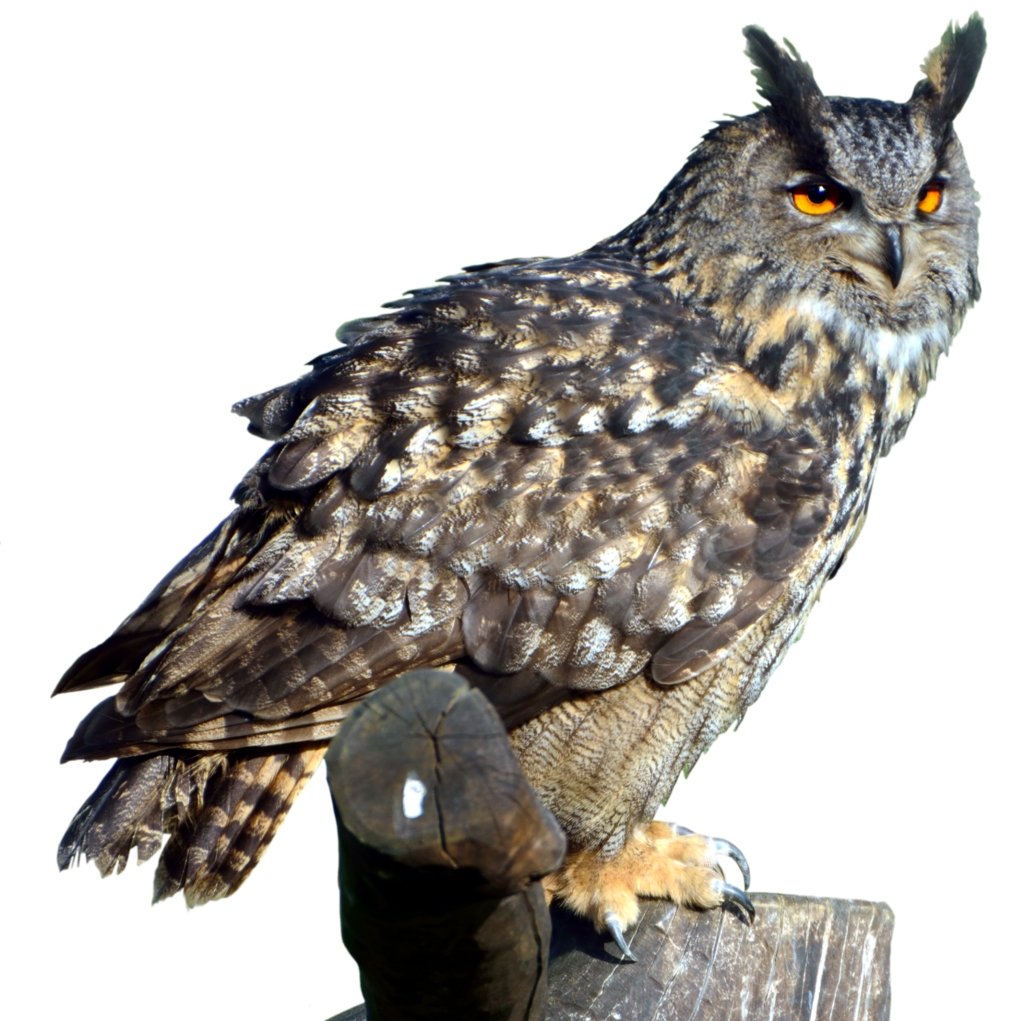 Owl Transparent PNG Image