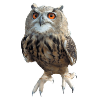 download owl free png photo images and clipart freepngimg