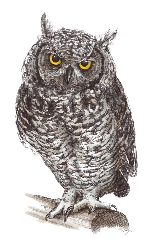 Owl Png Pic PNG Image