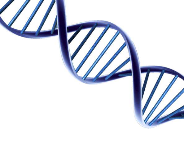 Dna PNG File HD PNG Image