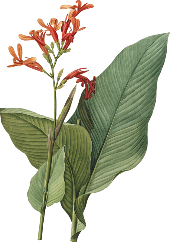 Plant Flower Botanical Illustration Free PNG HQ PNG Image