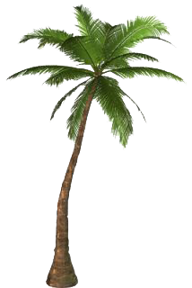 Palm Tree Png PNG Image