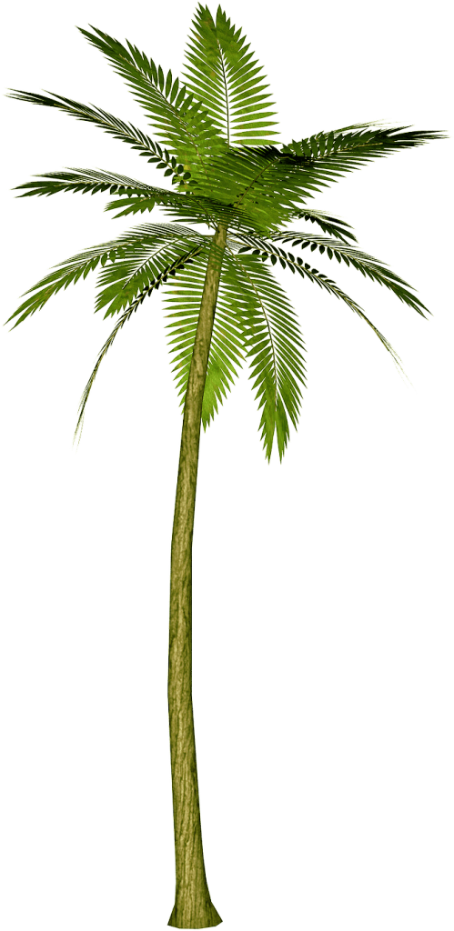 Palm Tree Png PNG Image