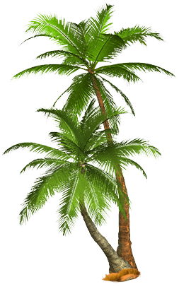 Tropical Palm Tree Png PNG Image
