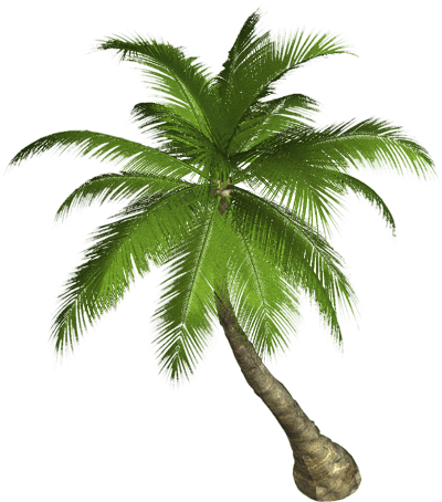 Palm Tree Png Transparent PNG Image