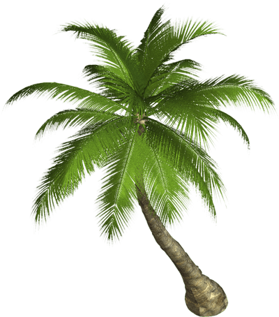 Palm Tree Png PNG Image