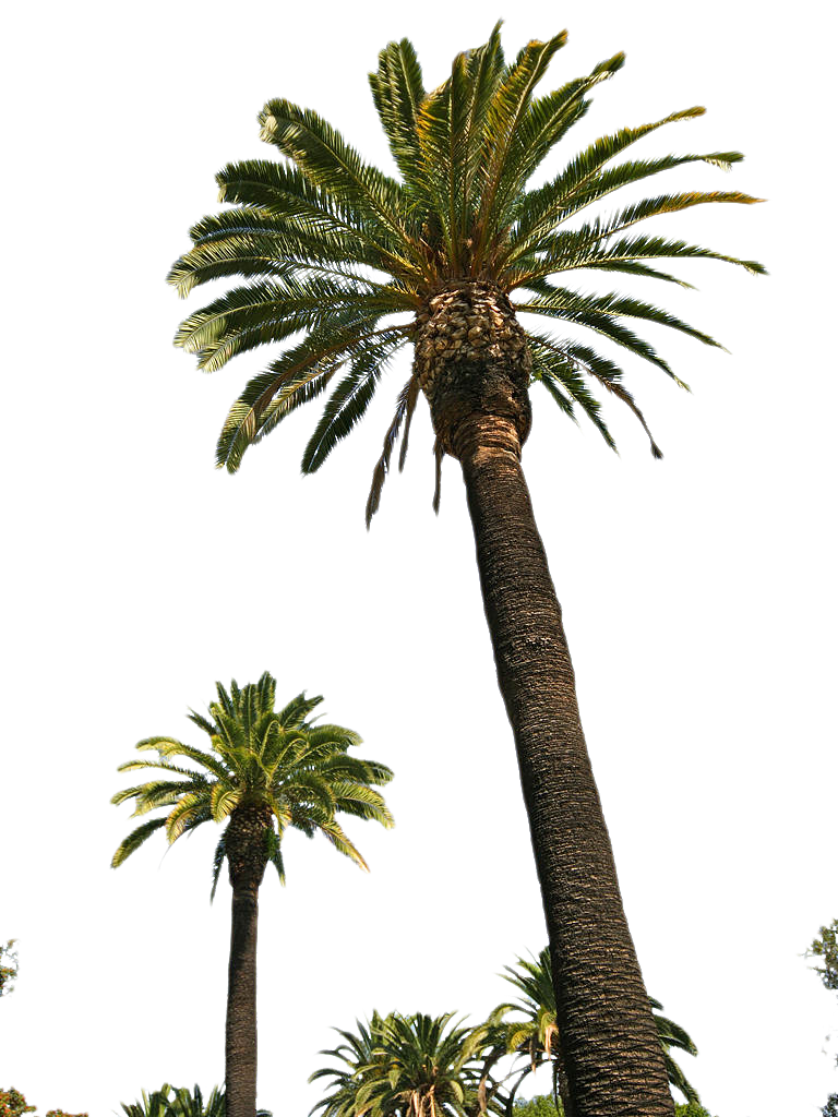 Palm Tree Png Picture PNG Image